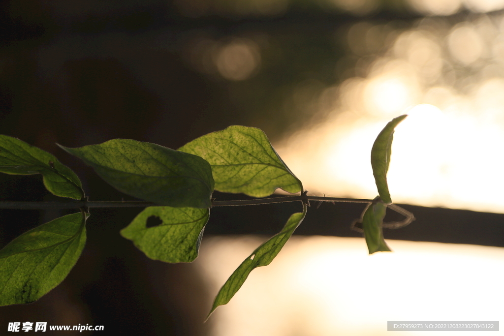 光影树叶