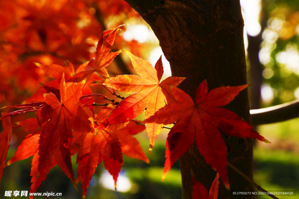 五角枫红叶特写