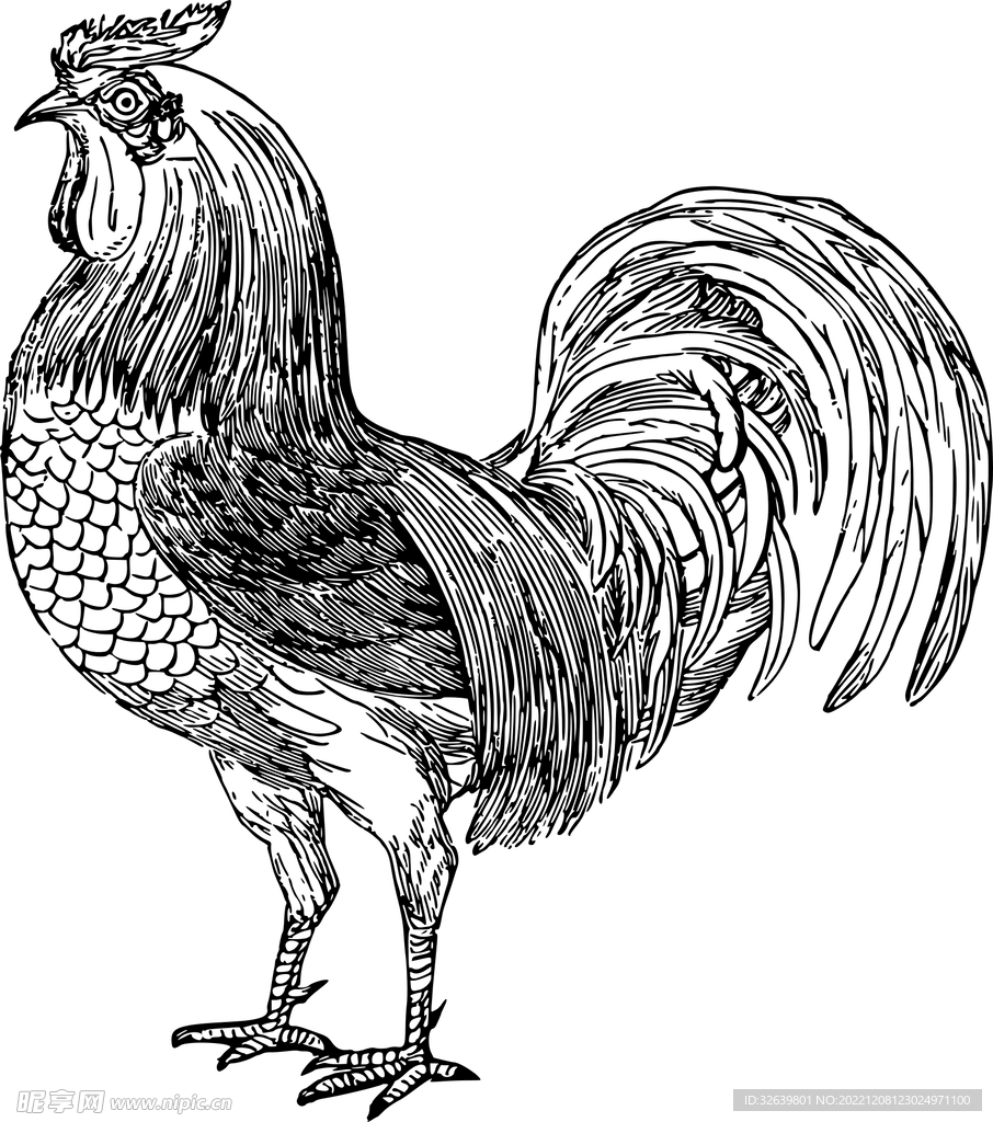 公鸡手绘