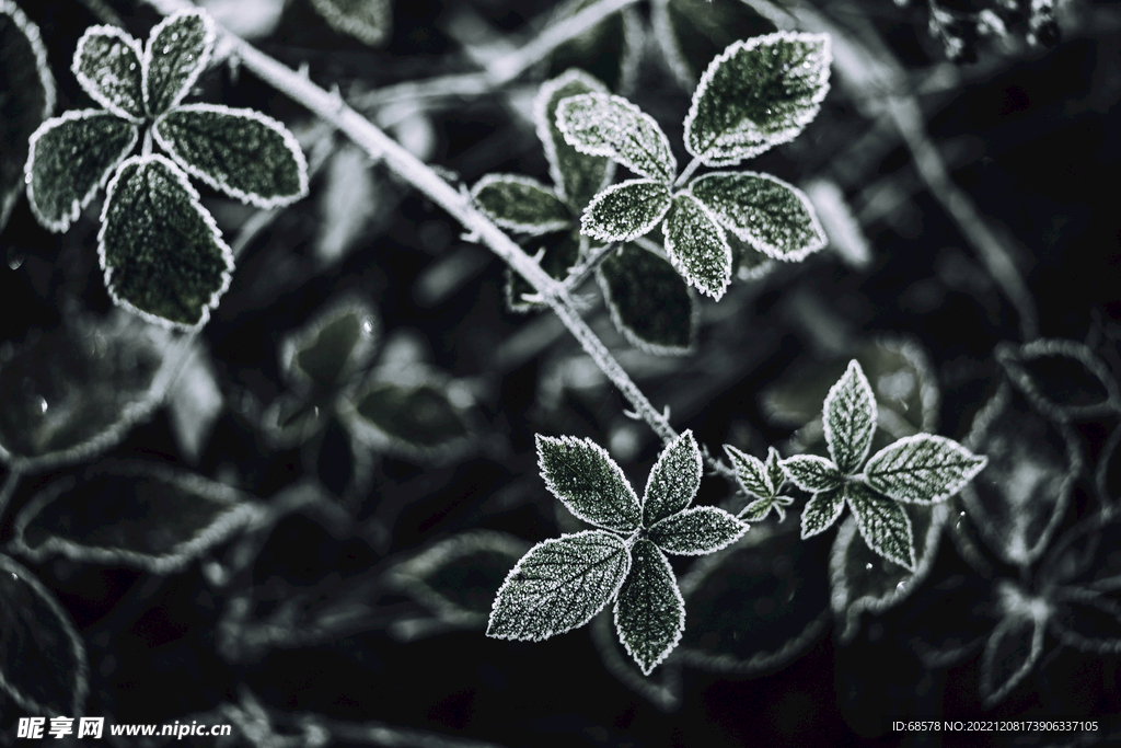 树叶霜冻