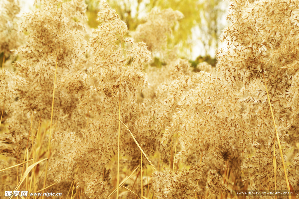 秋韵芦苇丛