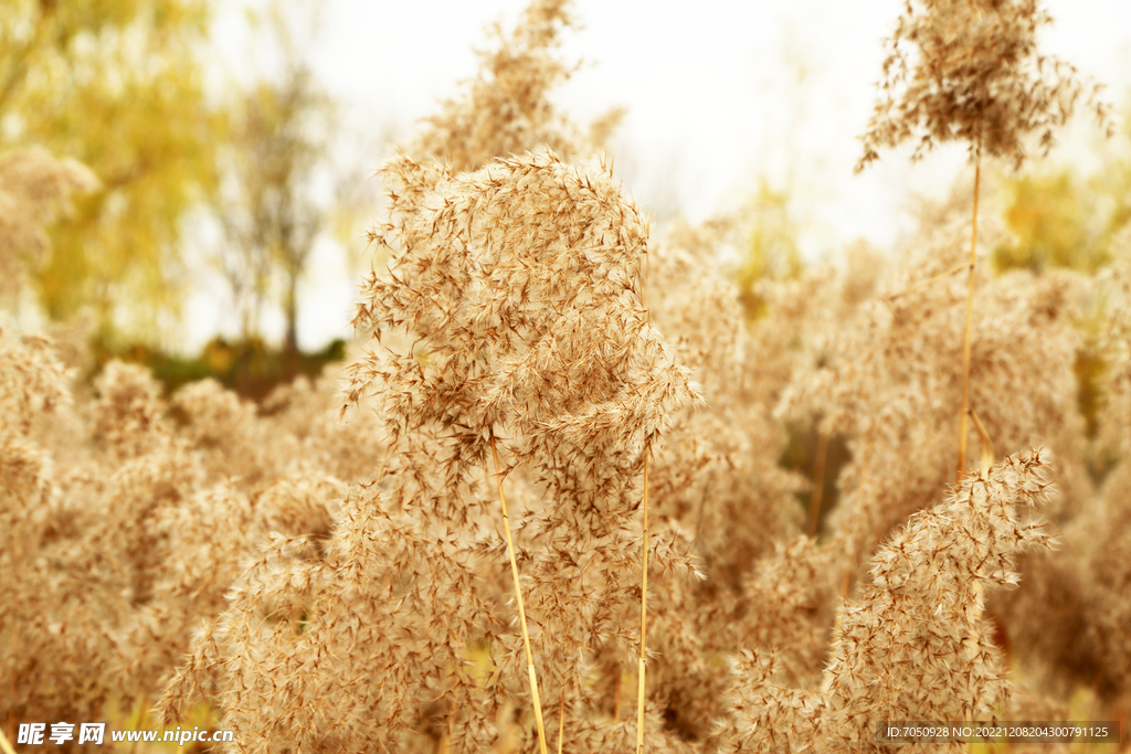 芦苇穗特写