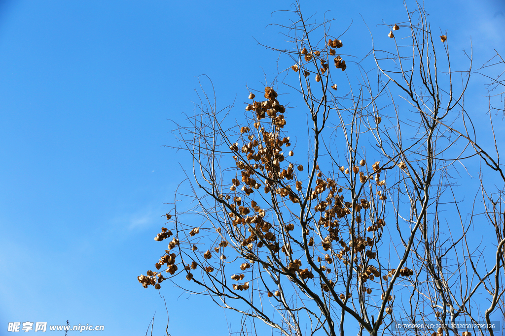 蓝天树枝