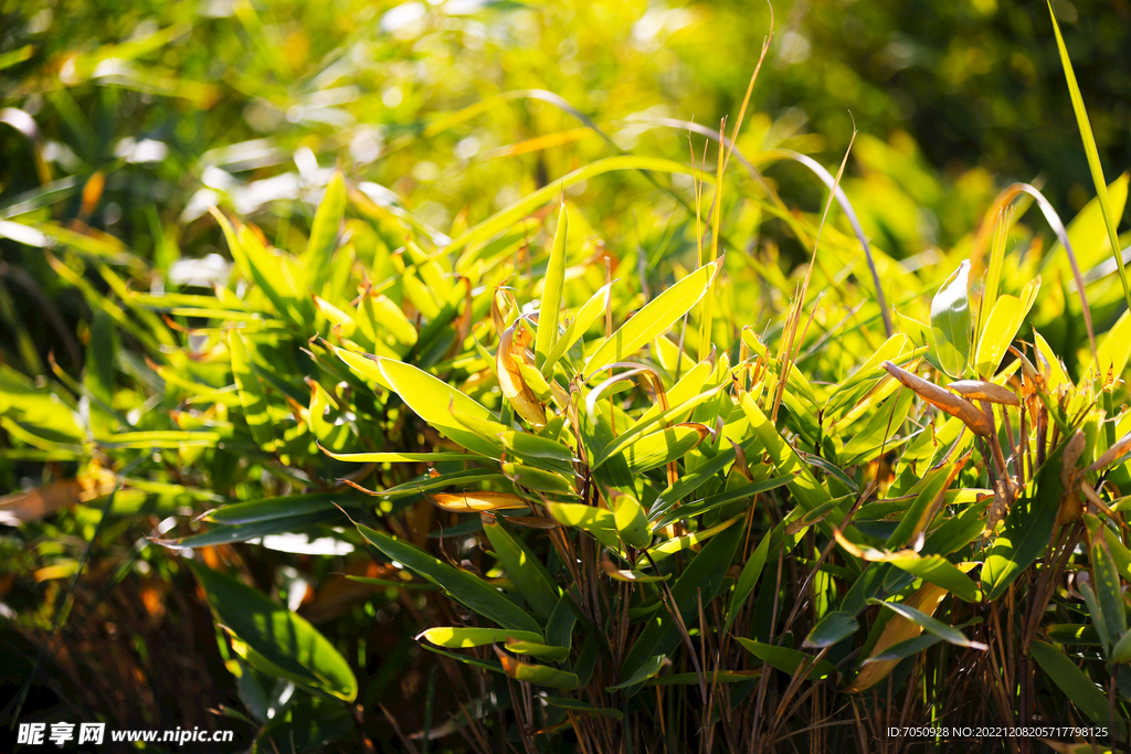 竹叶光影特写