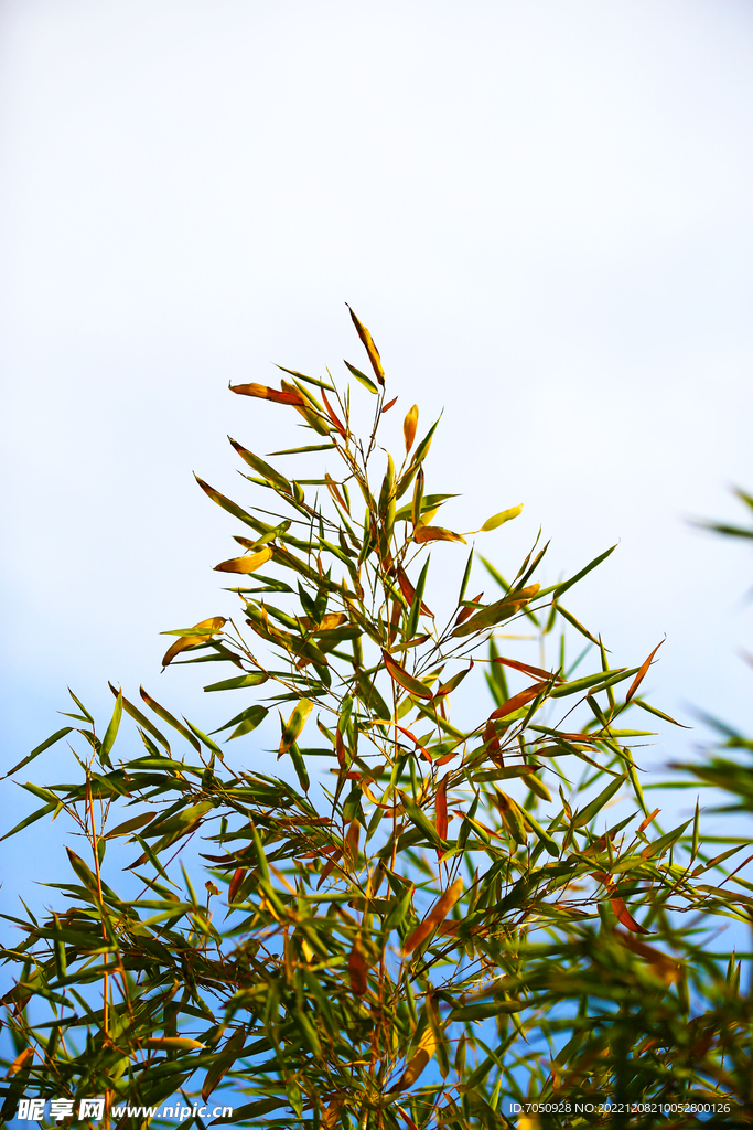 蓝天竹叶特写