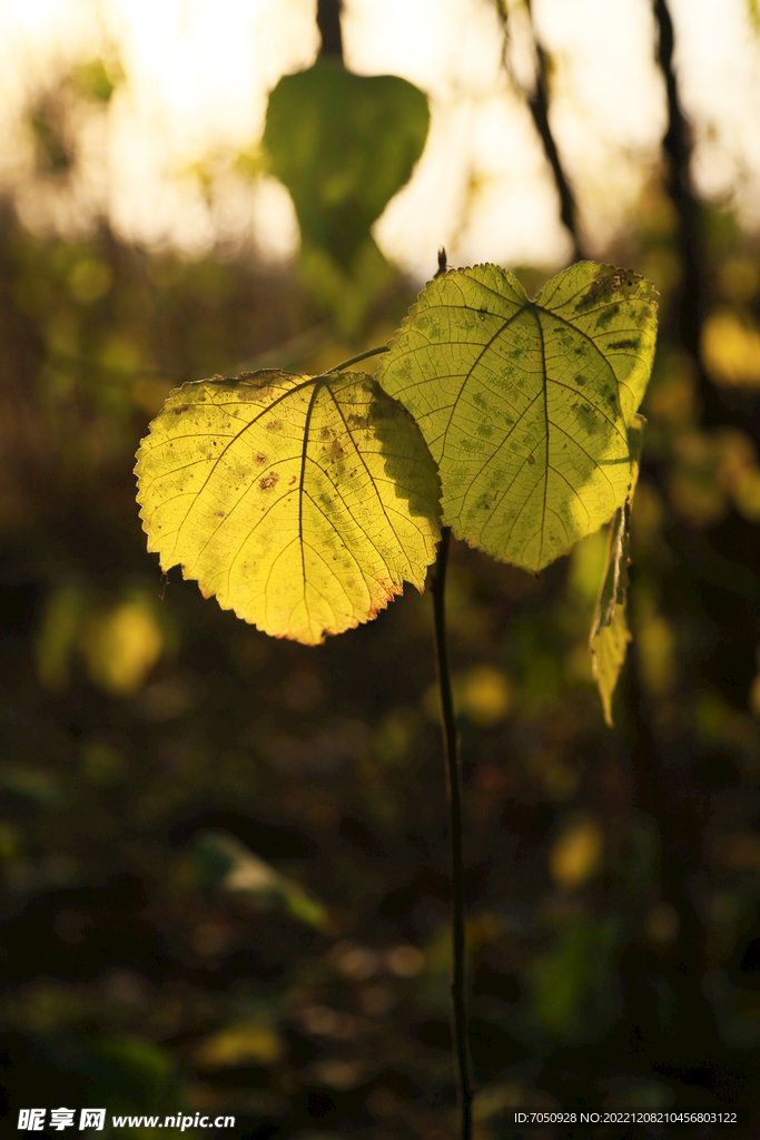 光影树叶