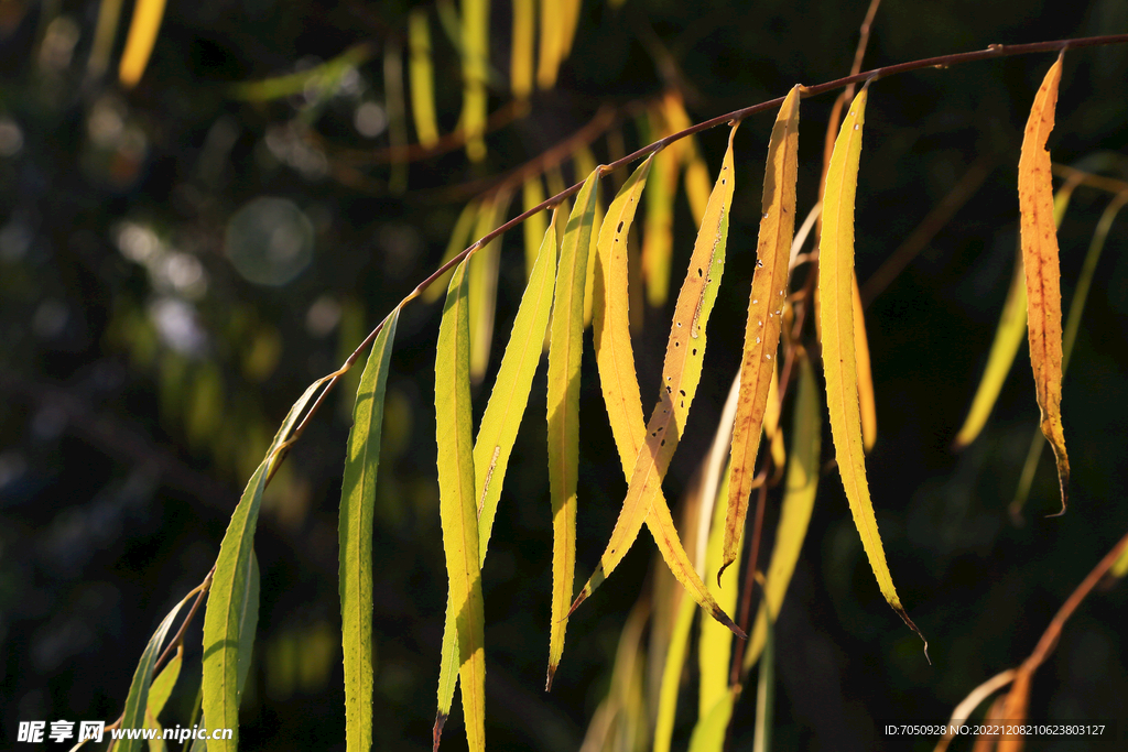 光影柳叶特写