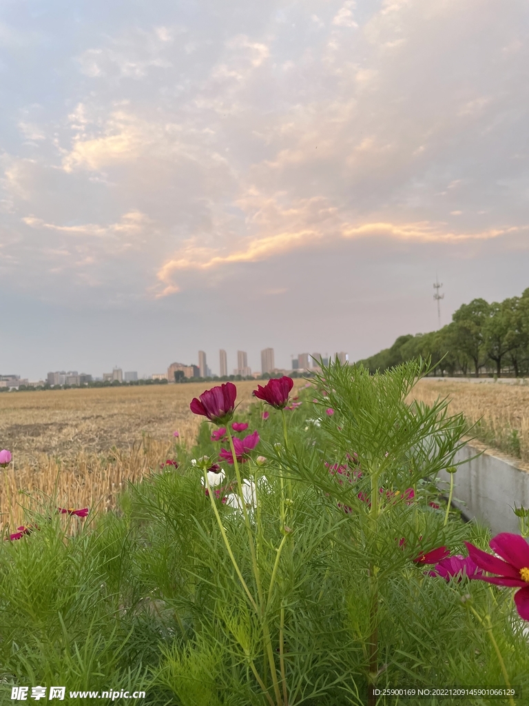 格桑花