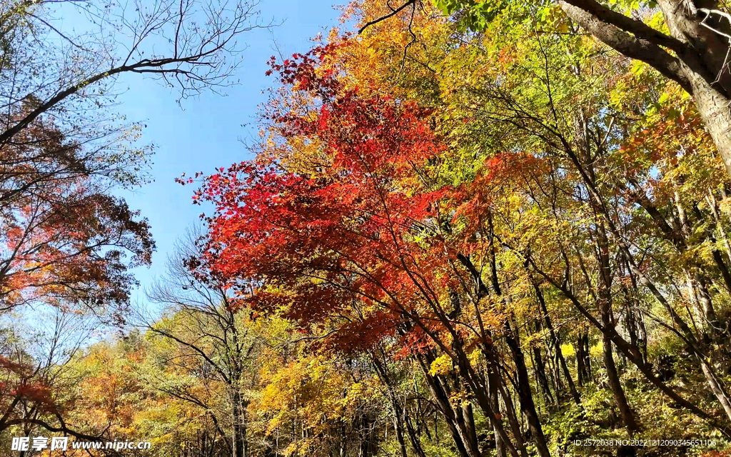 长白山秋色