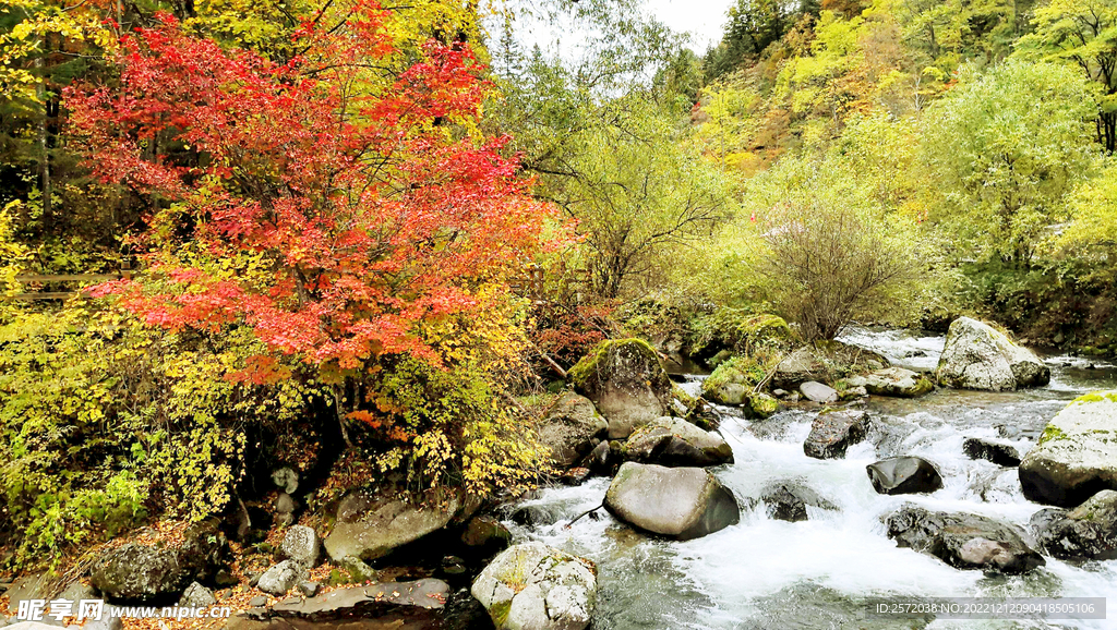 长白山秋色
