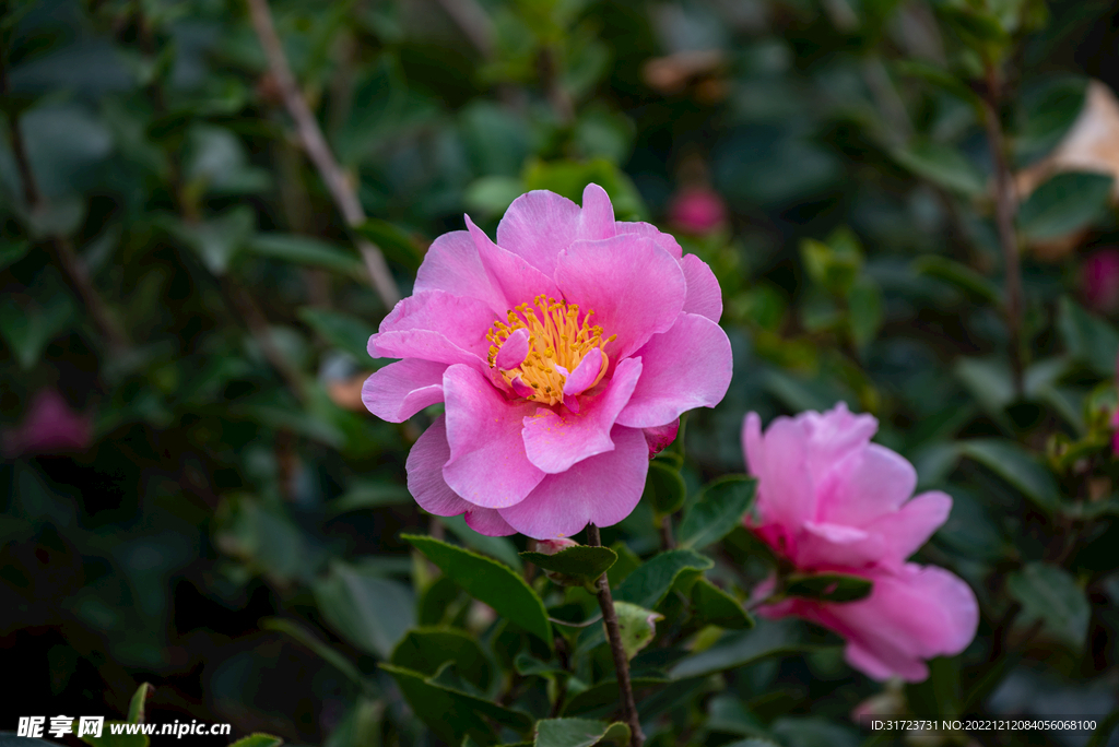 茶花 