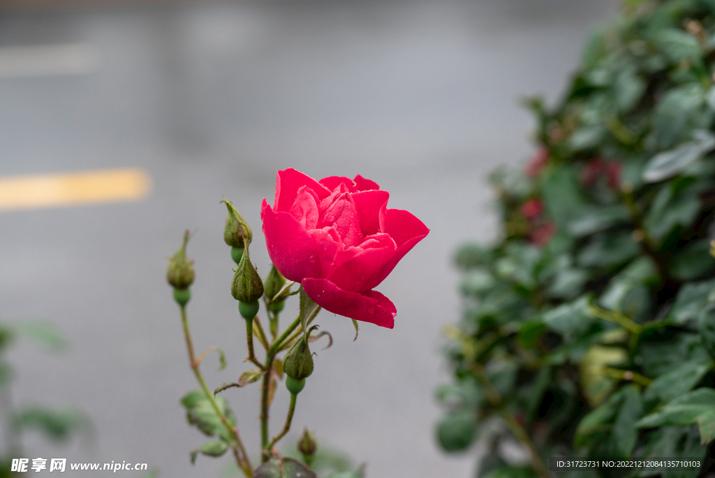 月季花 