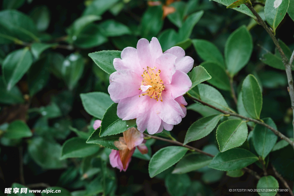 茶花
