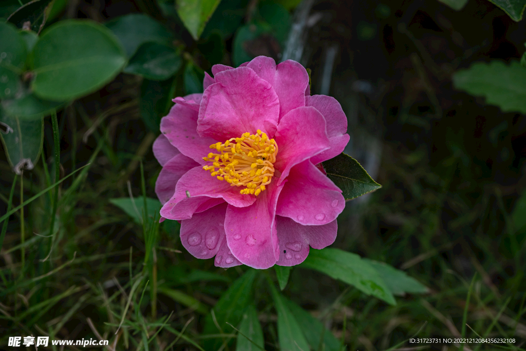 茶花