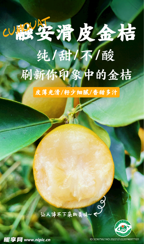 滑皮金桔