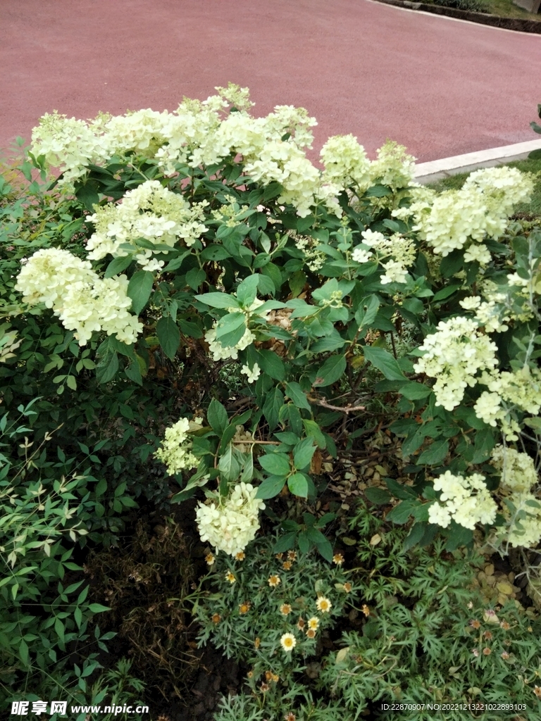 绣球花