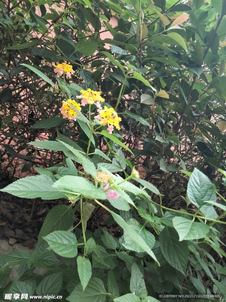 马缨丹