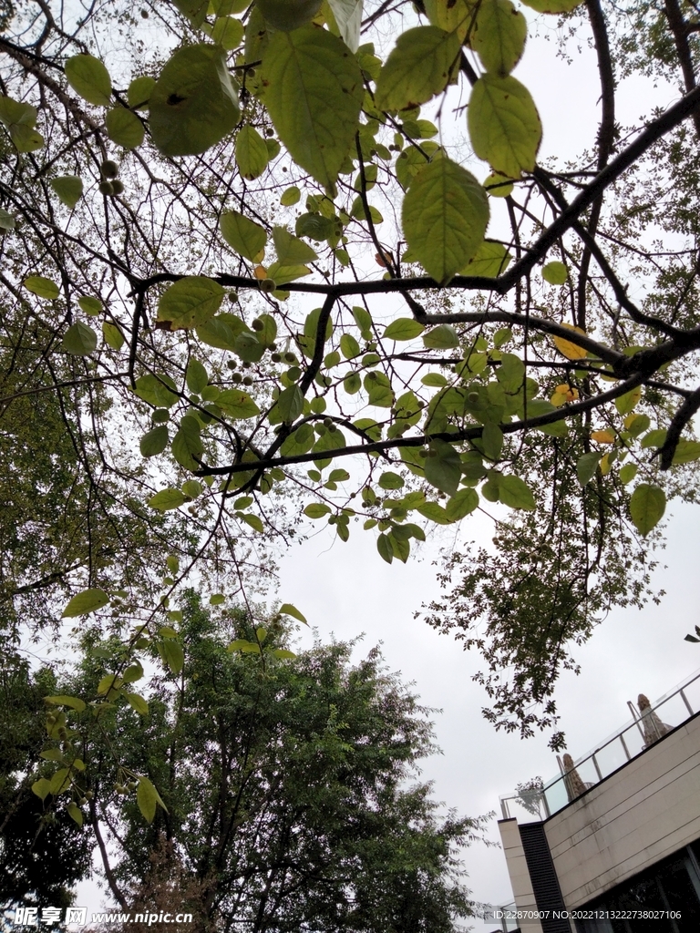 树与天空