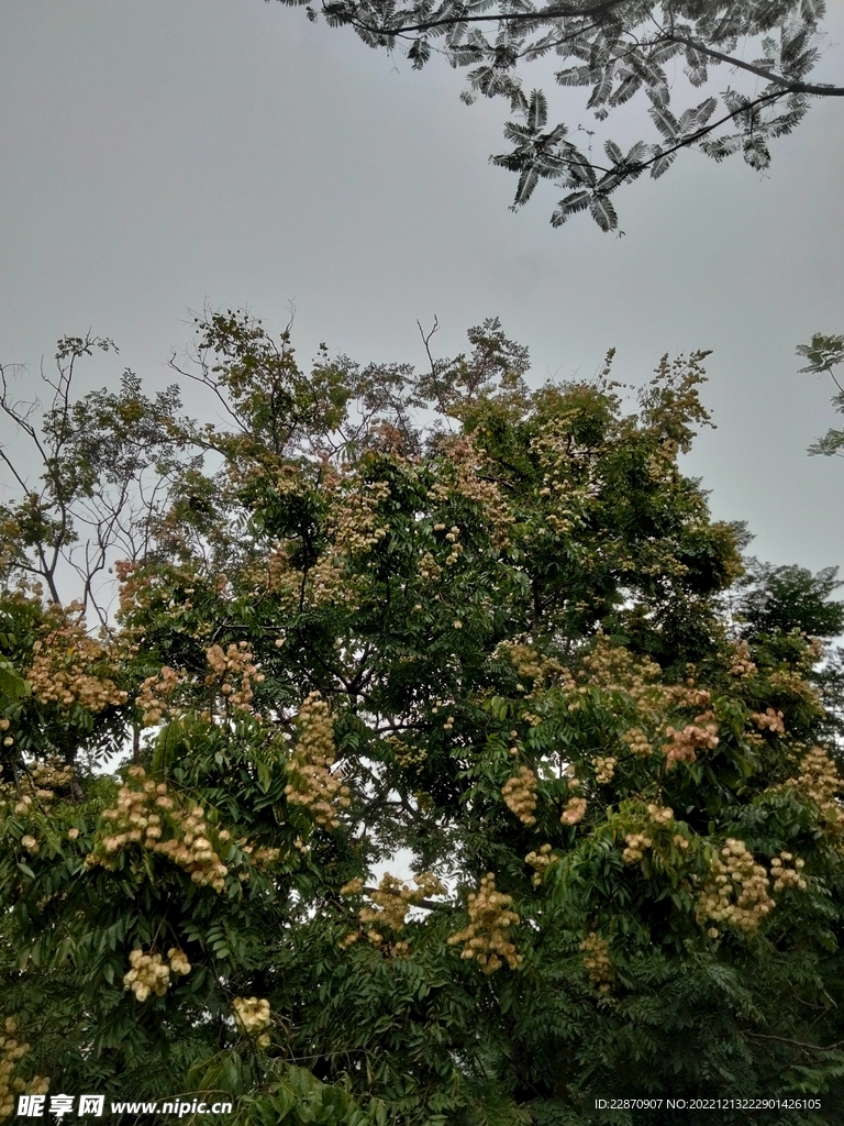 栾树与天空