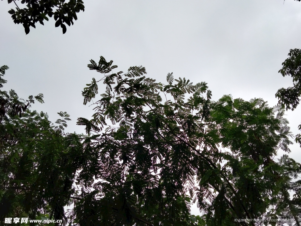 合欢与天空
