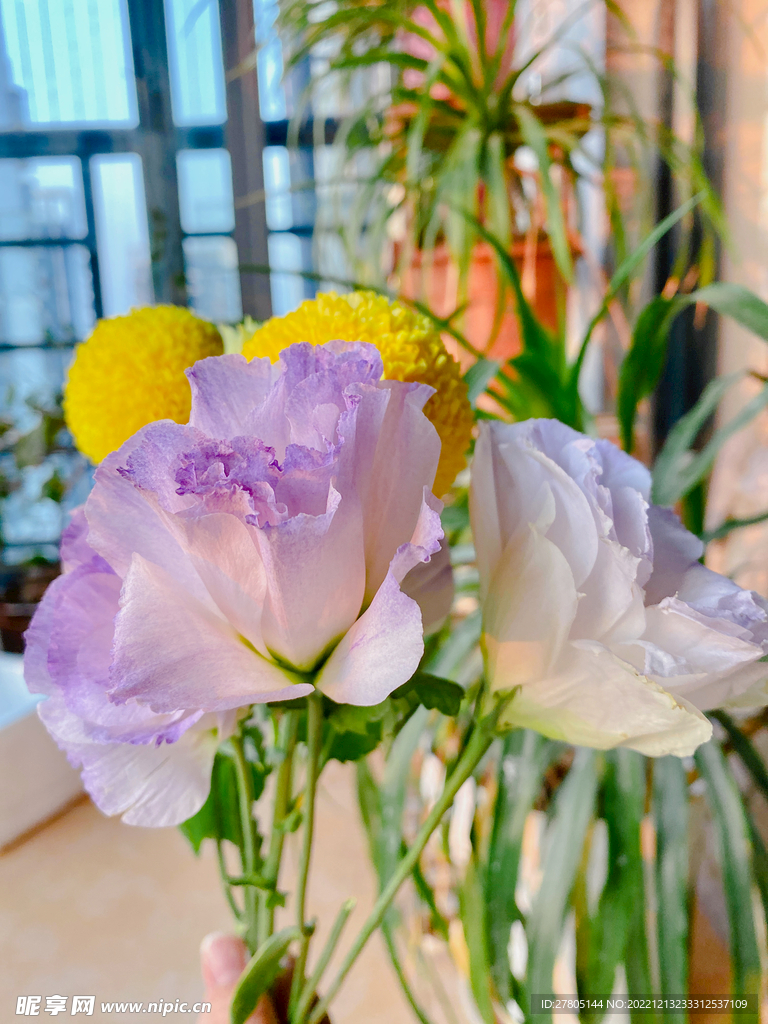 阳光下的鲜花