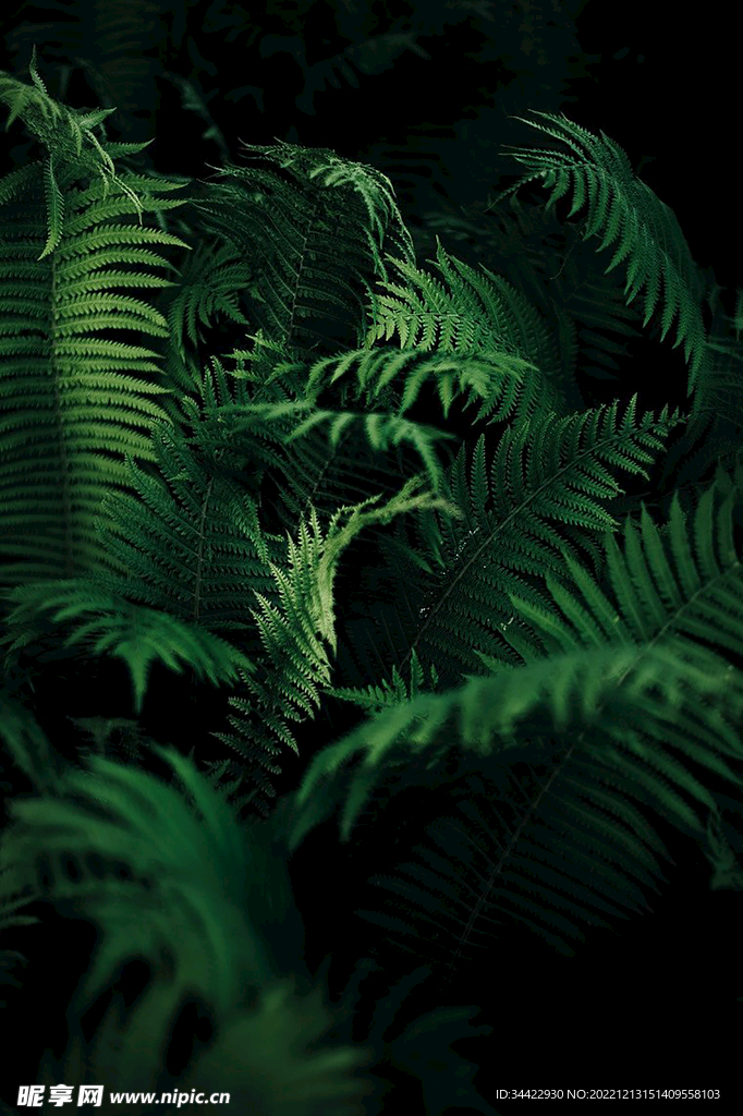 植物叶子
