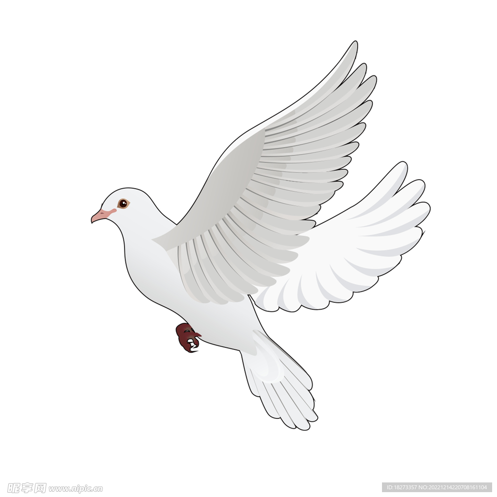 鸽子