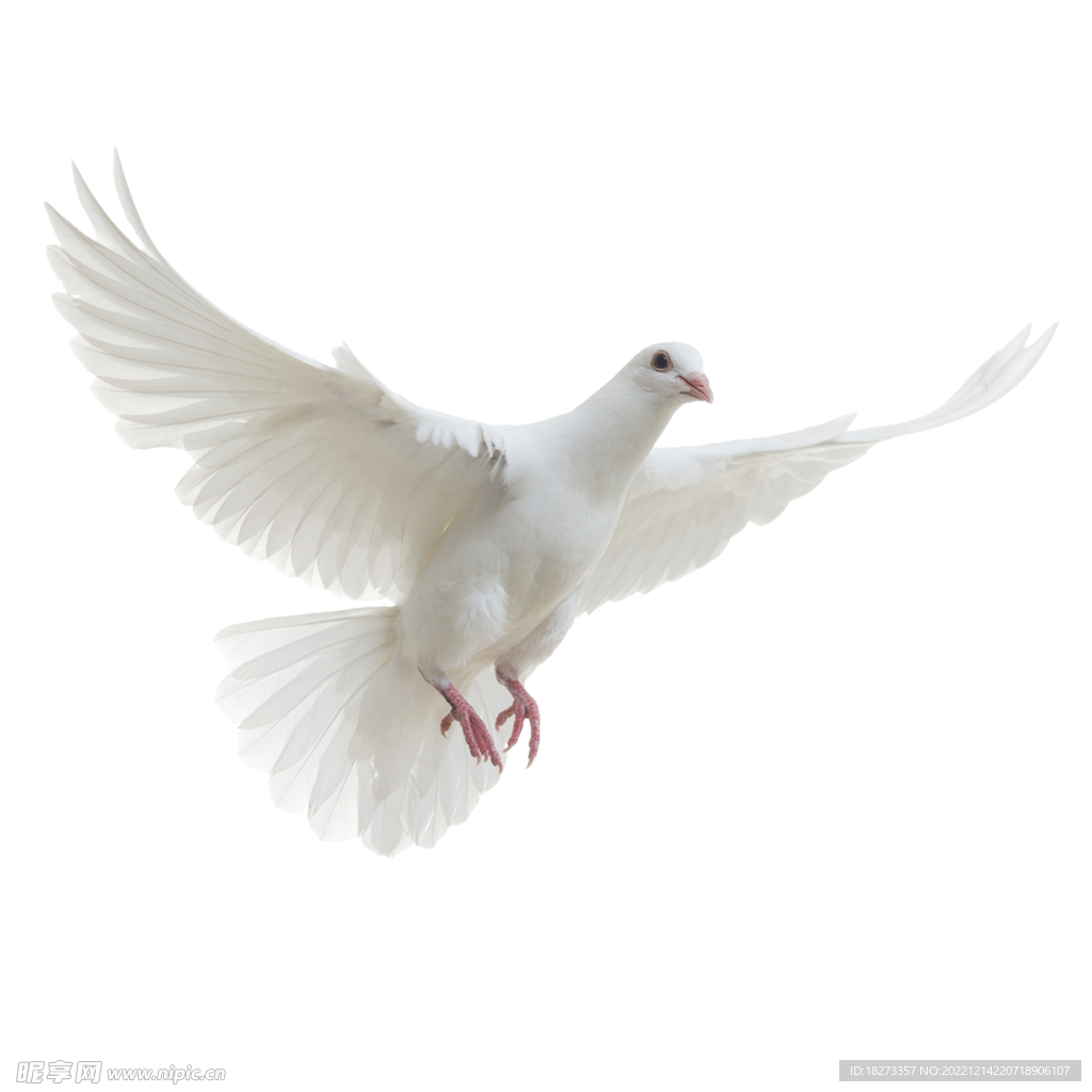 鸽子
