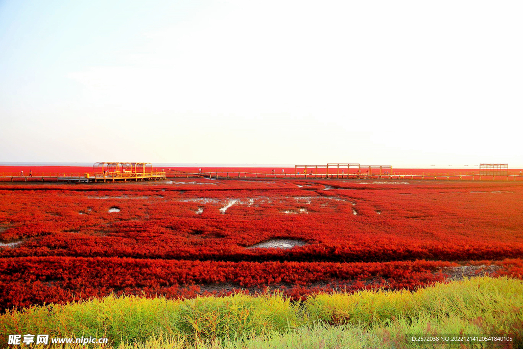 辽宁辽河口红海滩湿地