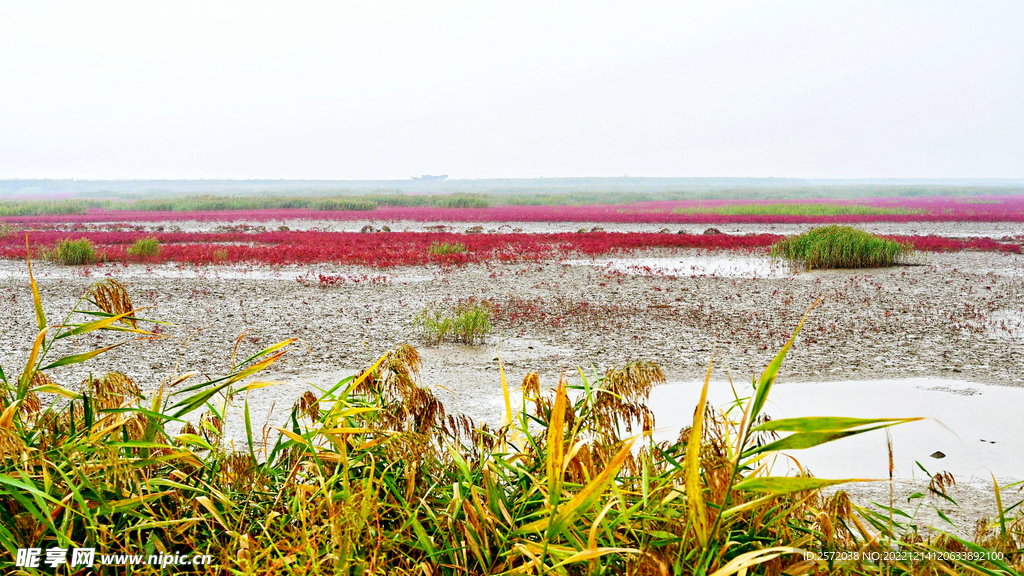 辽宁辽河口红海滩湿地