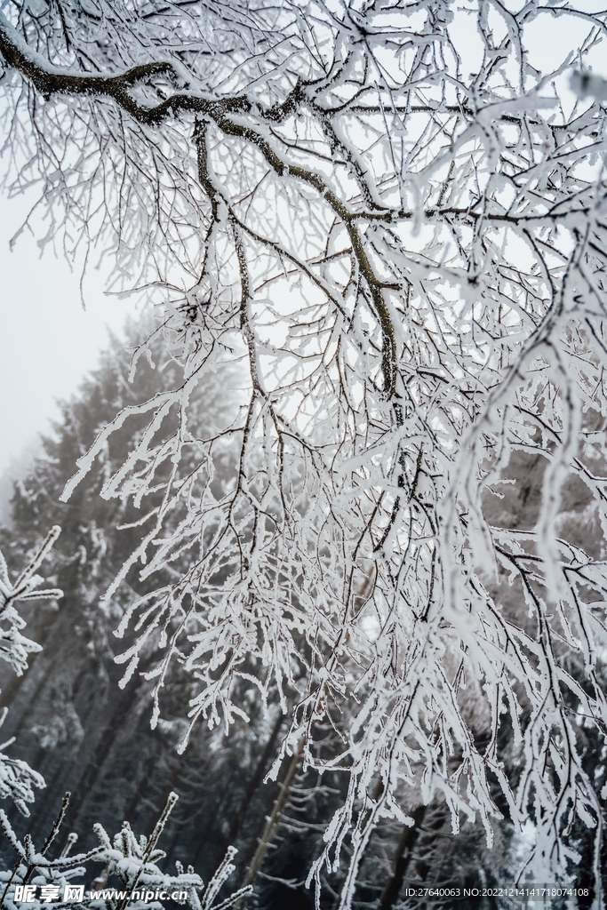 雪景 图片
