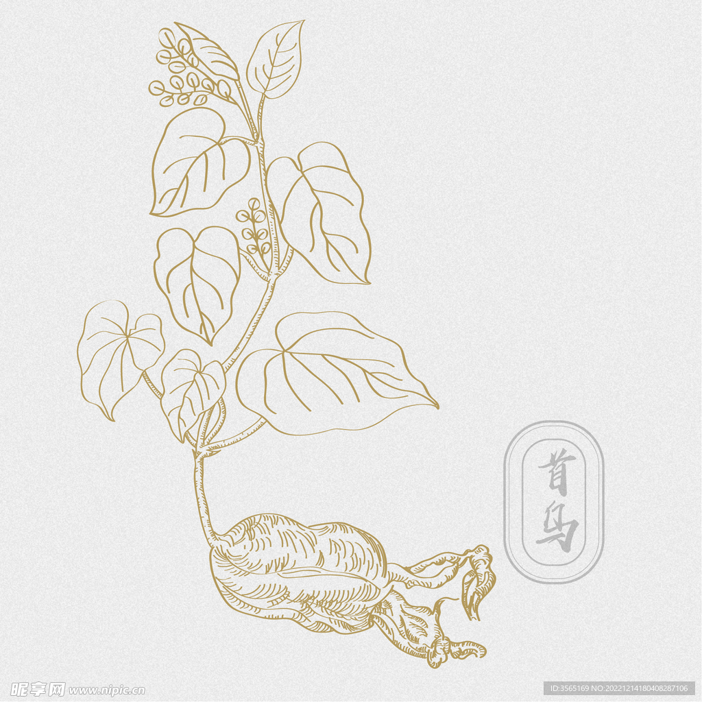 AI矢量何首乌素材