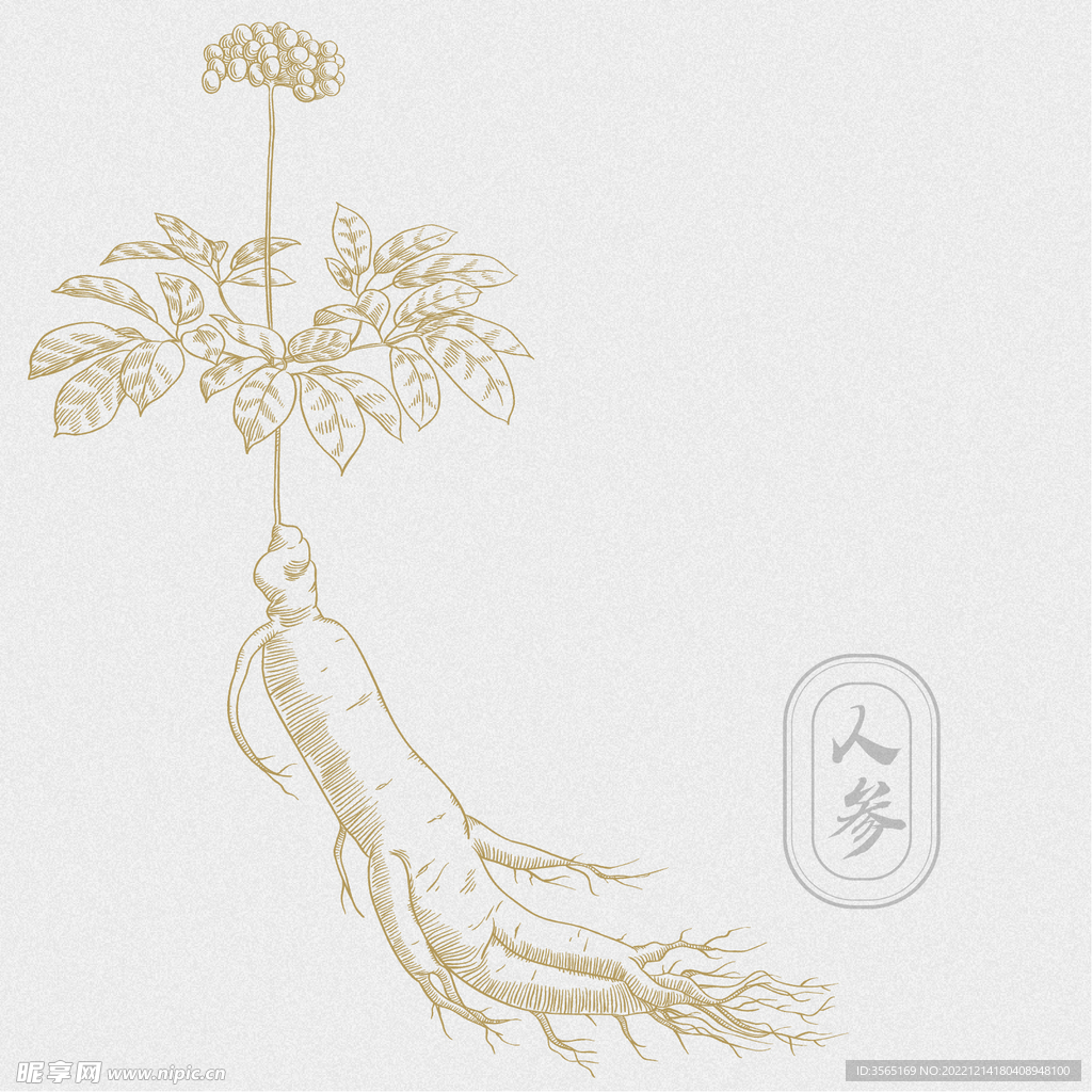 AI矢量人参素材