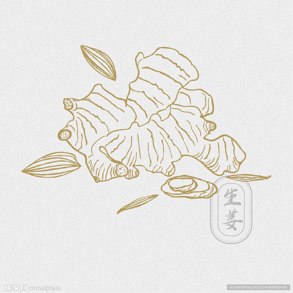 AI矢量生姜素材