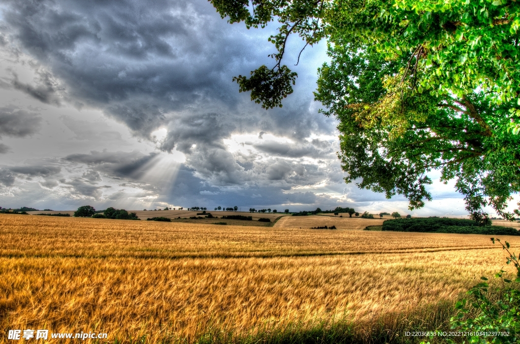 乡村乌云密布麦田