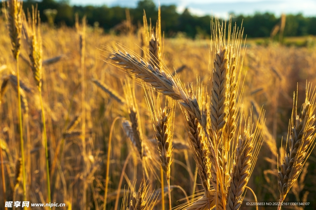 麦田小清新摄影