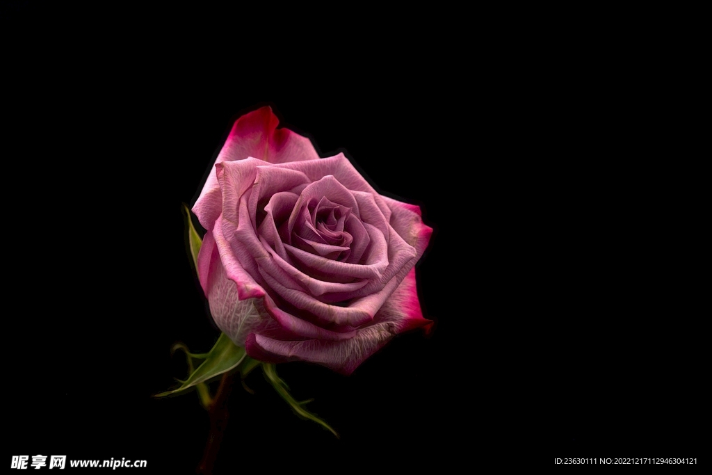 鲜花