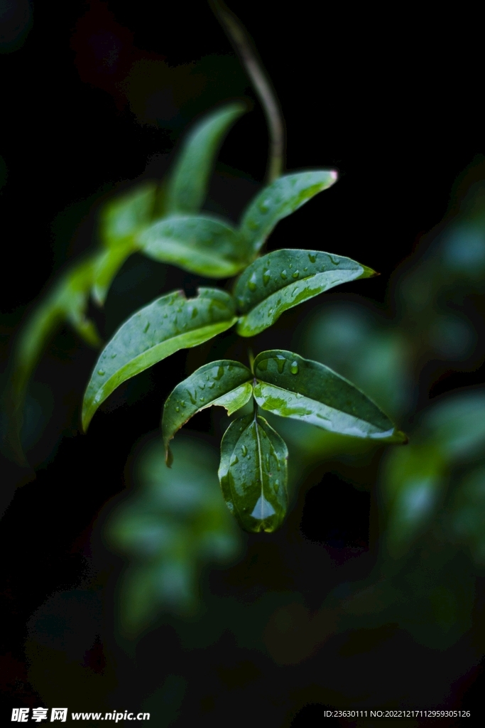雨后树叶