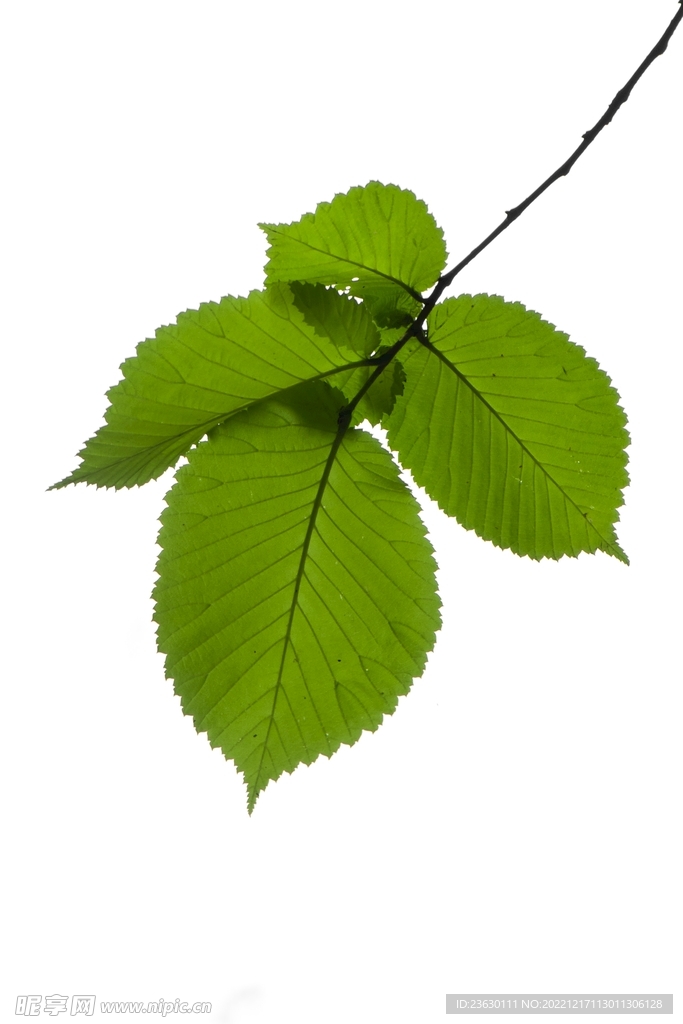 树枝