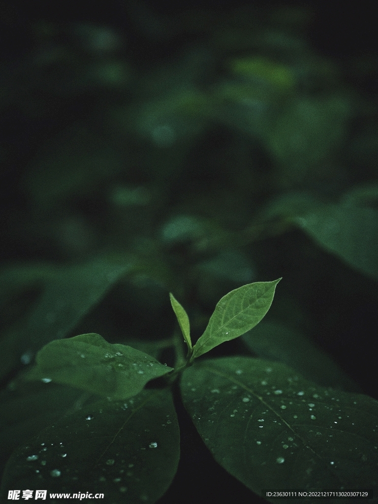 树叶