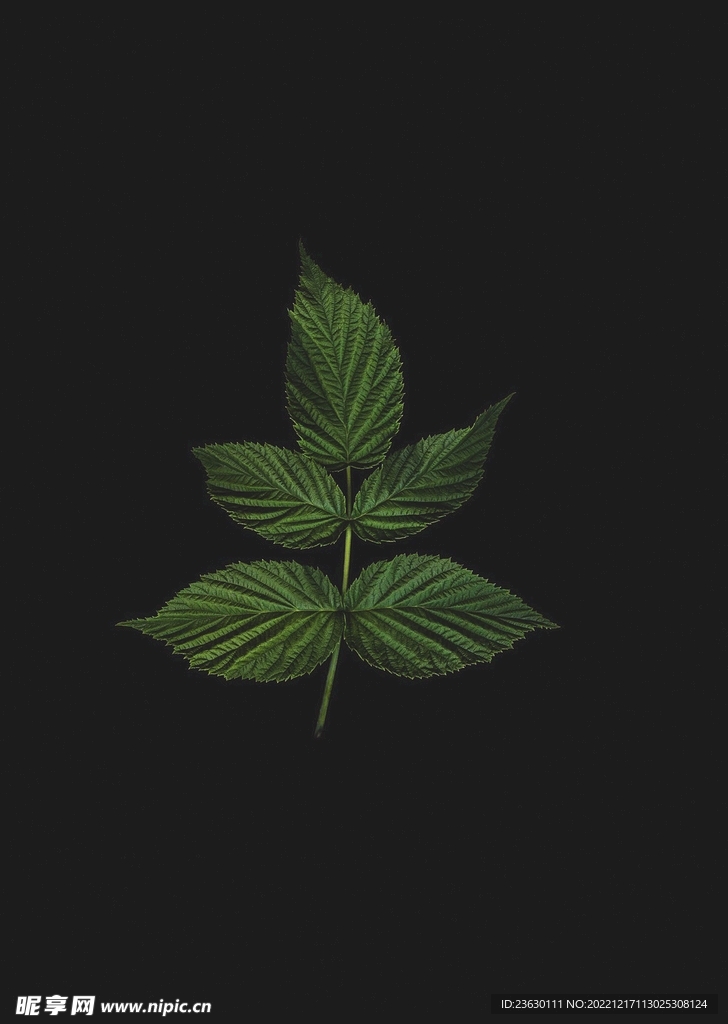 树叶