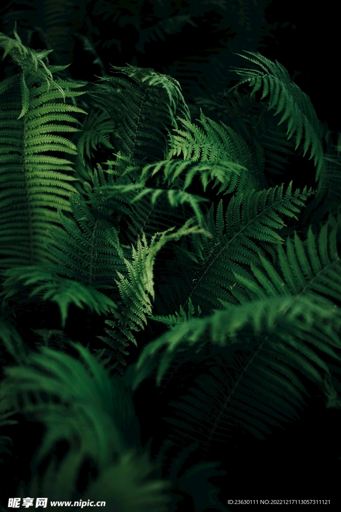 树叶背景