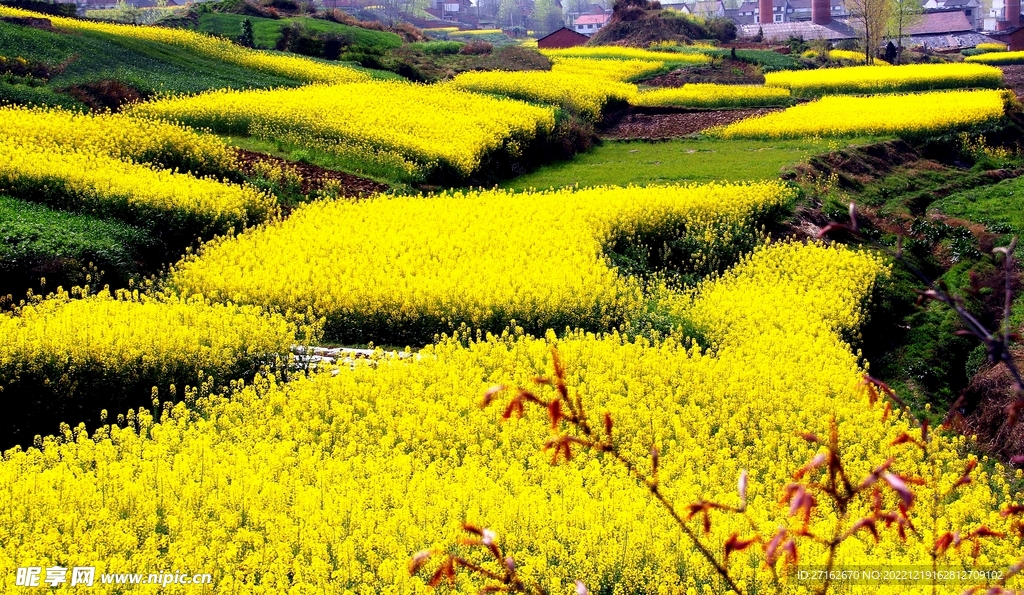 油菜花海