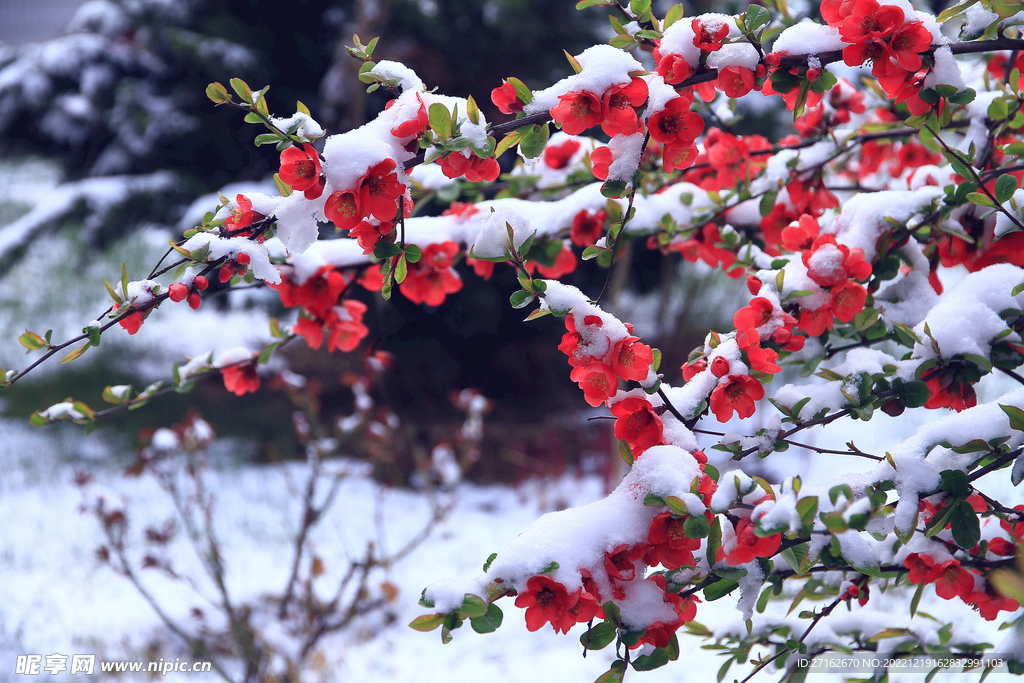 红梅傲雪