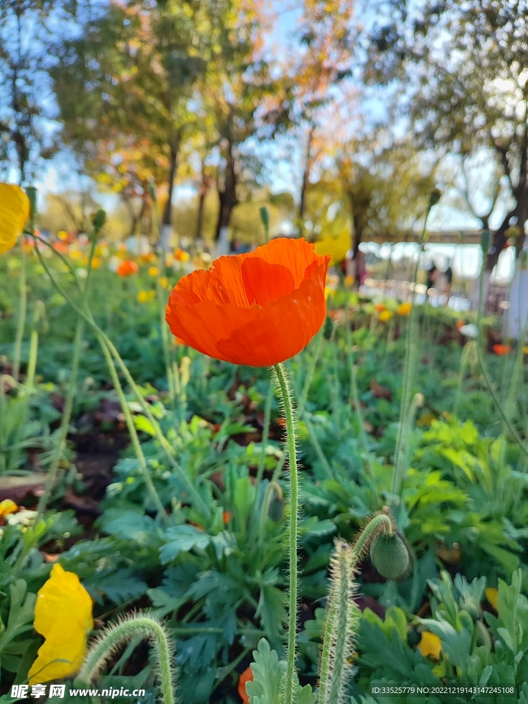 花