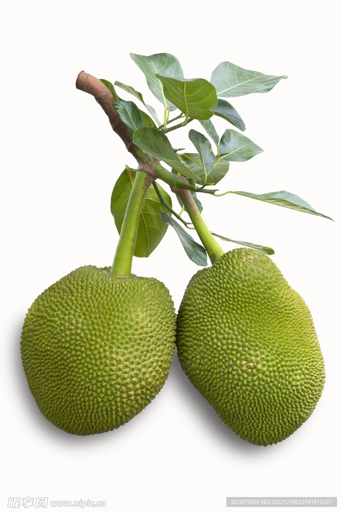 菠萝蜜