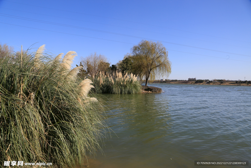 河岸芦苇垂柳景观
