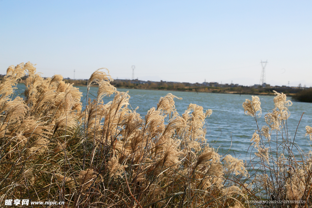 河岸芦苇