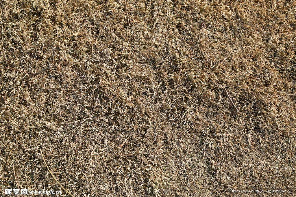 干草丛背景图片
