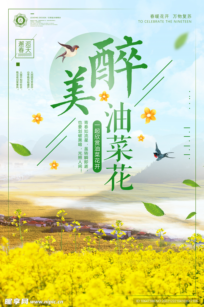 油菜花